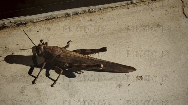 Close-up of a brown migratory locust (Locusta migratoria) on a sunspot on concrete, with long