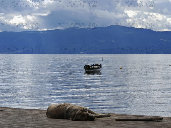 A dog is resting on a jetty on a lake with a boat in the background against clouds and mountains,