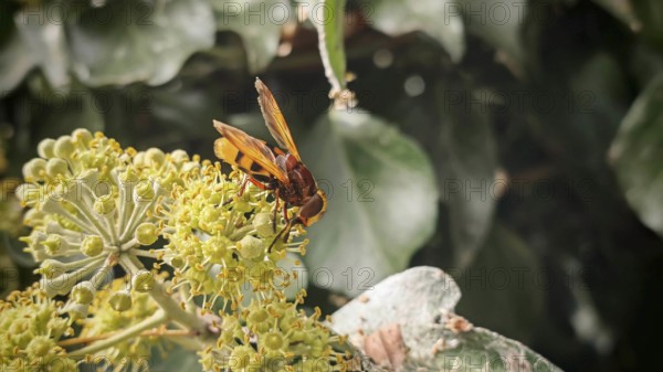 A hornet hoverfly (volucella zonaria) sitting on yellow flowers against a background of leaves,