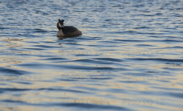 Great Crested Grebe (Podiceps Scalloped ribbonfish) swimming alone in blue and golden shimmering