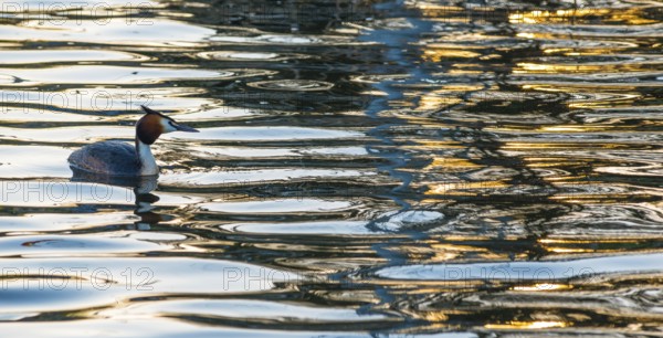 Great crested grebe (Podiceps scalloped ribbonfish) swimming in vivid golden light reflections and