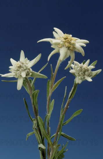 Alpine edelweiss, Leontopodium nivale, plant species from the genus Leontopodium (edelweiss) within