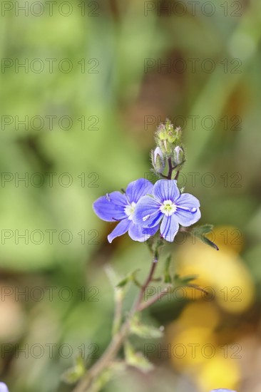 Gamander speedwell (Veronica chamaedrys), men's fritillary, flowers in a deciduous forest, blue