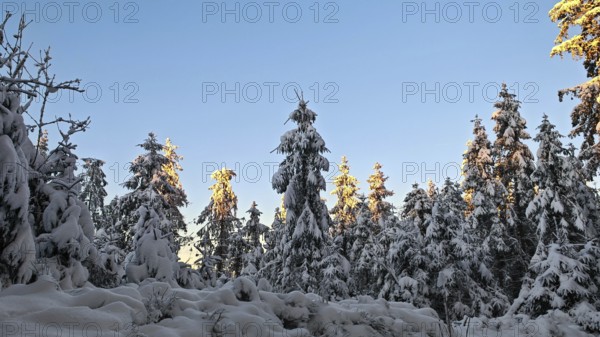 Snow-covered spruce (picea) forest in winter with trees illuminated by the sun, Rennsteig,