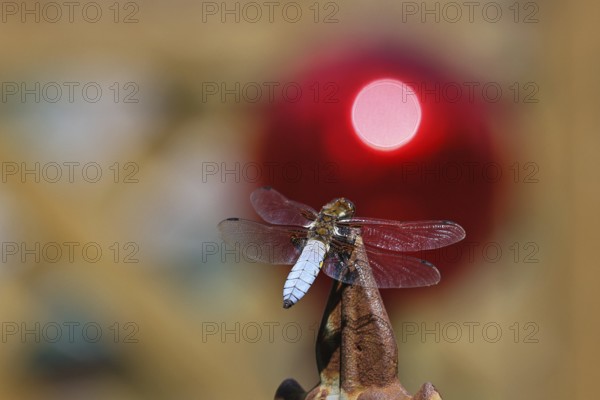 Flat-bellied dragonfly (Libellula depressa), male sitting on a fence top in the garden, sunset,