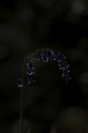 Common english bluebell (Hyacinthoides non-scripta) single blue wildflower flower in spring,