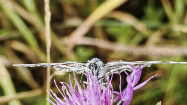 A checkerboard butterfly (melanargia galathea) on a bright purple flower, close-up in detail,