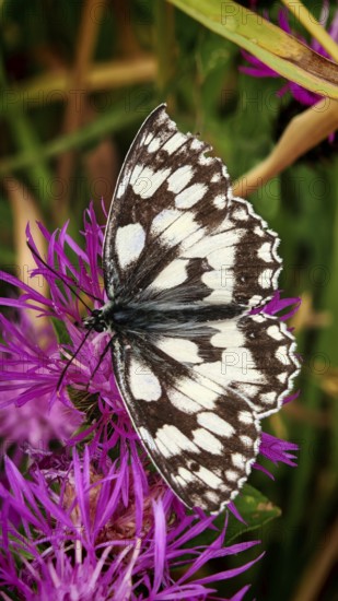 A checkerboard butterfly (melanargia galathea) on a bright purple flower, close-up in detail,