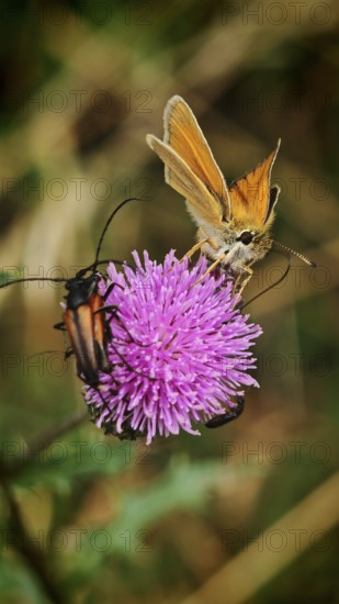 Brown-headed brown butterfly (thymelicus sylvestris) and two longhorned beetles (purpuricenus)