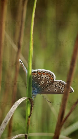 Blue butterfly (polyommatus icarus) with colourful wings, delicately peeping out from behind a