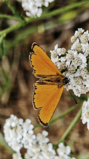 An orange ducat butterfly (lycaena virgaureae) on a white flower against a green background,