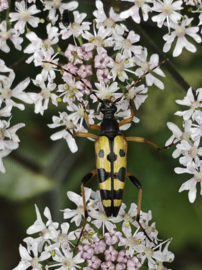 A yellow-black beetle, spotted longhorn beetle (rutpela maculata) on white flowers in close-up,