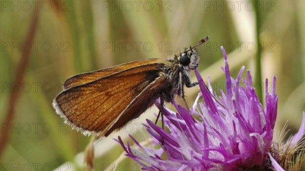 Small Skipper (thymelicus sylvestris) butterfly sitting on a purple flower, Rennsteig, Franconian
