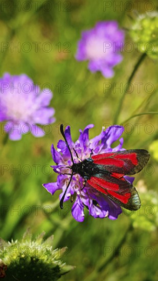 A red and black thyme rampion (zygaena purpuralis) sits on a purple flower in the green background,