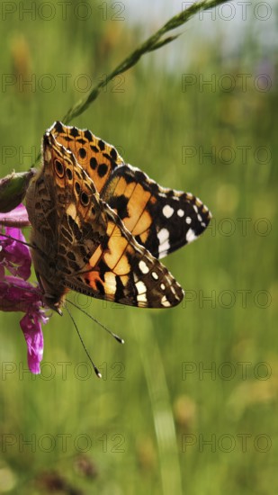 Thistle butterfly (vanessa cardui) with colourful wings resting on a pink flower, surrounded by a