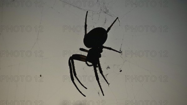 Silhouette of a garden cross spider (araneus diadematus) on its web in front of a dark background,