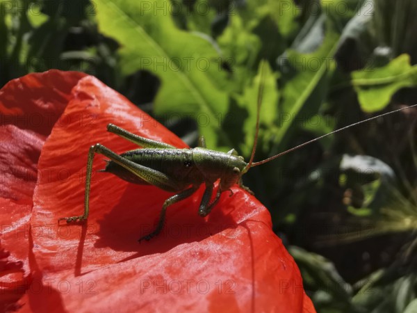 Great green bush cricket (tettigonia viridissima) sitting on a red poppy leaf (papaver) in a sunny