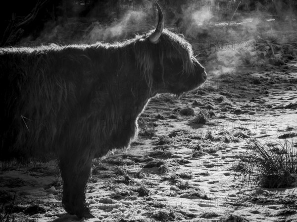 Silhouette of a highland bovine (bos taurus taurus) breathing in the cold, black and white