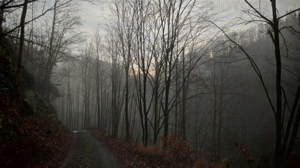 A foggy forest trail leads through bare autumn trees in a gloomy atmosphere, Franconian Forest