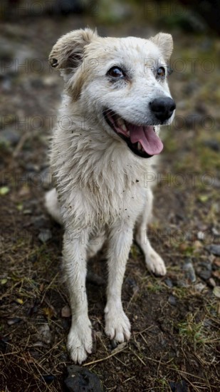A smiling, wet street dog (canis lupus familaris), his name is igor, sits on an earthy floor and