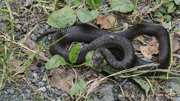 A smooth snake (coronella austriaca) shortly in front of moulting, lying on a tangled forest floor,