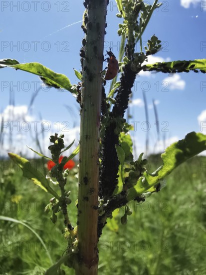 A ladybird (coccinelliade) searches for black aphids (aphis fabae) on a plant stem in a green