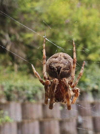 A garden cross spider (araneus diadematus) hangs upside down in its web. The background is green
