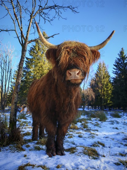Close-up of a highland bovine (bos taurus taurus), cow with horns in a snow-covered landscape,