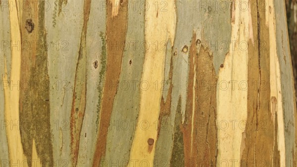 Different coloured layers of the bark of a Eucalyptus deglupta tree (eucalyptus deglupta) with a