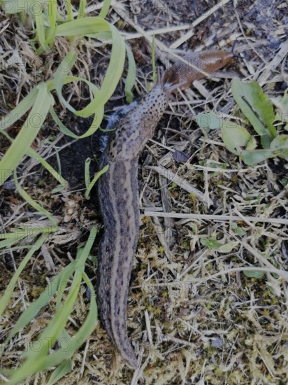 A tiger snail (limax maximus) crawls quickly to its prey (arion vulgaris) over the damp,