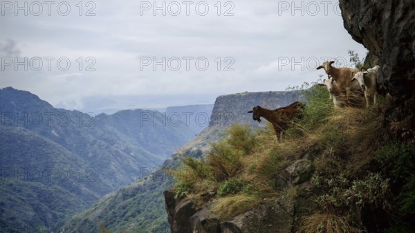 Goats (caprae) grazing on a rocky mountainside with a breathtaking view over a cloudy mountain
