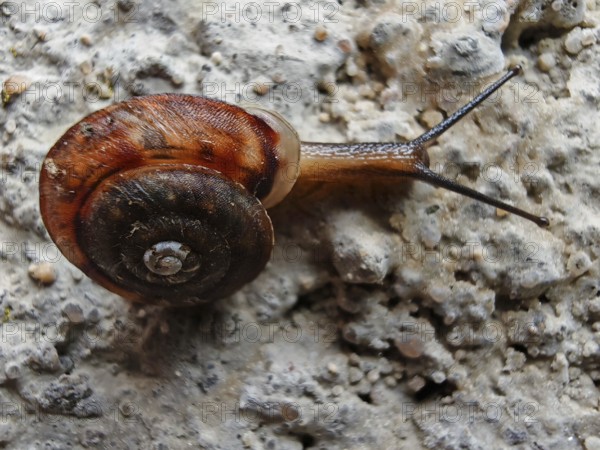 A Monachoides incarnatus (monachoides incarnatus) crawls on a grey, structured surface, frankenwald