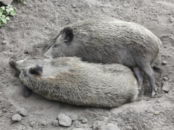 Two wild boars (sus scrofa) lying harmoniously close together on earthy ground, ying yang, zoo,
