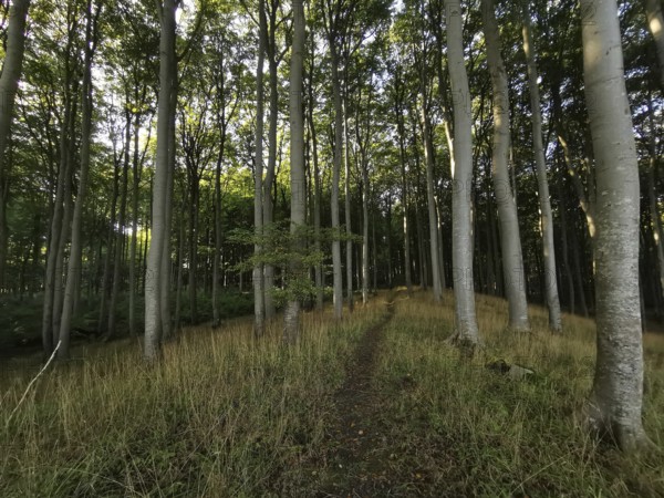 Light-flooded path leads through a quiet and tall deciduous forest in daylight, Poland