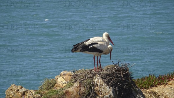 Pair of storks (ciconia) nesting on a cliff overlooking a blue sea on the fishermen's path, costa