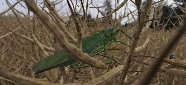 Great green bush cricket (tettigonia) sitting on a dry plant stalk in a cornfield, close-up,
