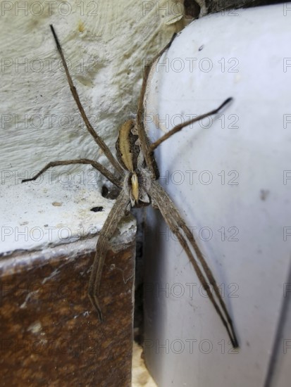 A large list spider (pisaura mirabilis) sits on the corner of a rough house wall, close-up, Upper