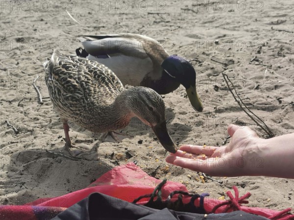 Two ducks (anates) are fed by one hand on a sandy ground, berlin
