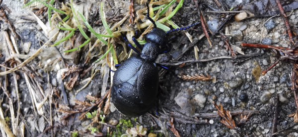 A Black oil beetle (meloe proscarabaeus) crawls on a mixed soil of soil and grass, Thuringian