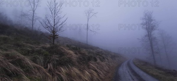 A foggy path leads through a bare landscape, mystical atmosphere on the Rennsteig, Thuringian