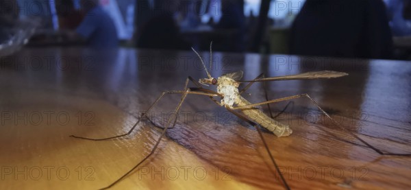 A snake (tipulidae) sits on a wooden table under special lighting, Franconian Forest nature park