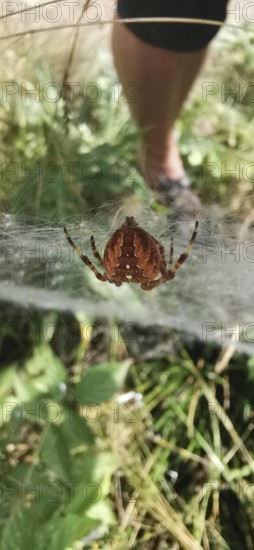 Brown spider garden cross spider (araneus diadematus) hanging in a web in nature, with human leg in