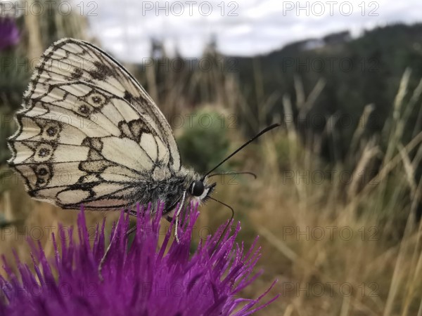A chequerboard butterfly (Melanargia galathea) sitting on a purple flower in the meadow,