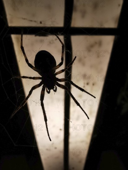 A spider (araneae) hangs in its web in front of an illuminated background in the darkness.