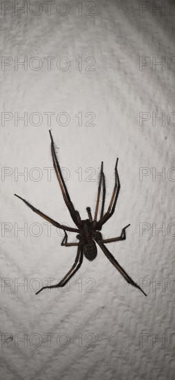 Large house angle spider (Tegenaria domestica) crawling vertically over a textured wall surface,