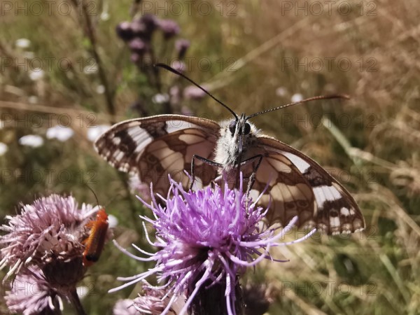 A chequerboard butterfly (melanargia galathea) on a violet flower in a summer meadow, Rennsteig,