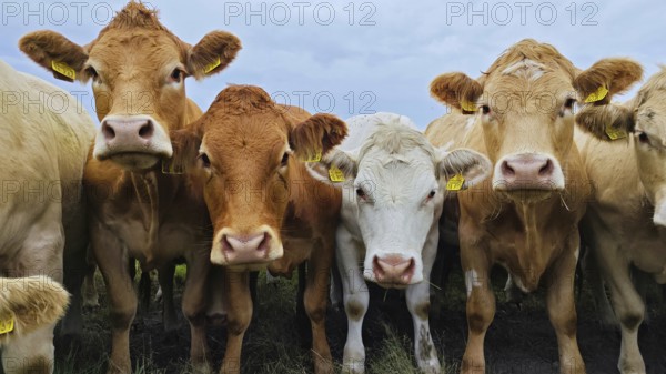 A group of curious cows (bovis) look towards the camera, frankenwald