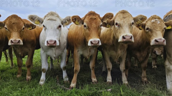 Several cows (bovis) standing in a line on a green pasture under a cloudy sky, frankenwald