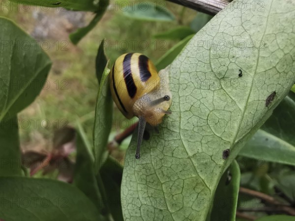 A Hain-Bänder snail (cepaea nemoralis) with a striped shell crawling on a green leaf, Franconian