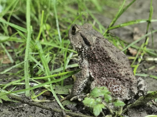 A brown toad (bufo bufo) sits in the grass and looks attentively at its surroundings, Franconian
